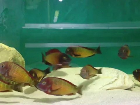 İLANGİ YELLOW2_SARPERAYMAN