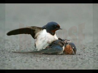 Dj Firar & Tripkolic  Son Gün& SenSizlik Başıma Dert Oldu (ÖMRÜMsün)