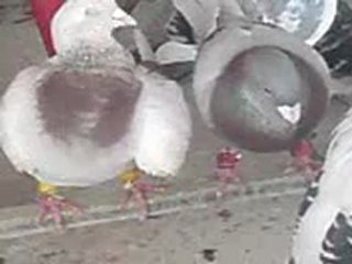 Garipci Ramazan Suriyeden getirdiği karışma kuşları 2 www.guvercinurfa.com