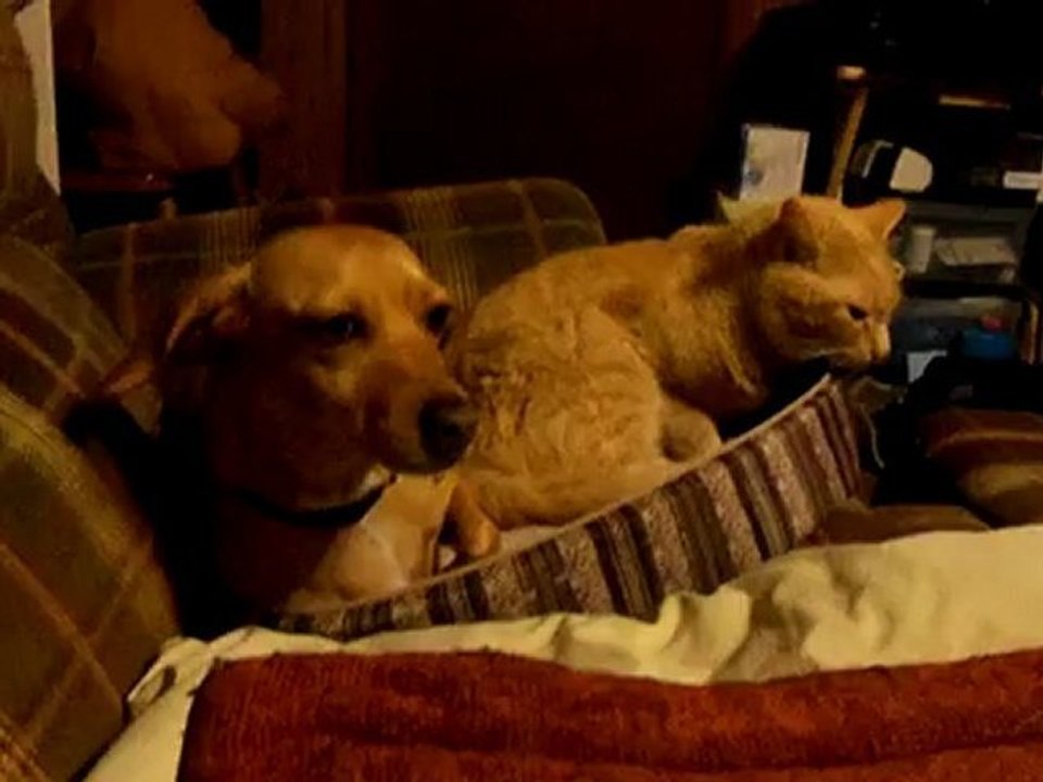 Amazing. Savannah is sitting with Rascall