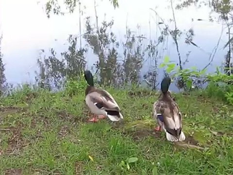 Canards, étang du Jardin botanique de Montréal
