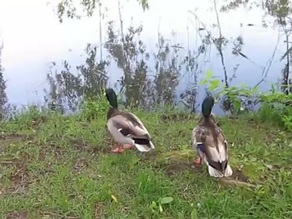 Canards, étang du Jardin botanique de Montréal