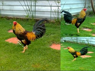 GÀ MỸ -0925 970831