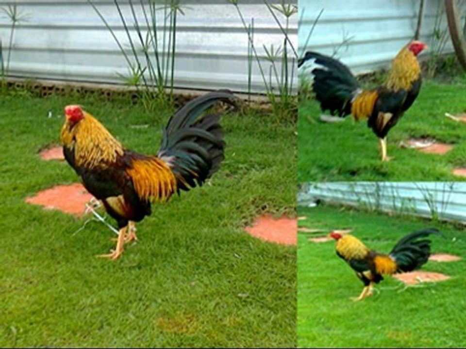 GÀ MỸ -0925 970831