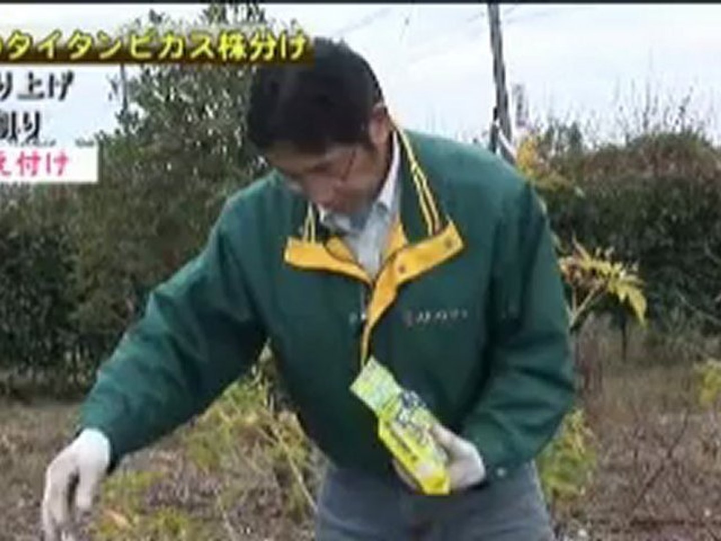 タイタンビカスの株分け方法 赤塚植物園 動画 Dailymotion