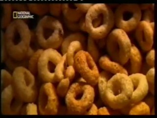 Fauna microscopica: Bichos en el desayuno