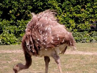 Balade au jardin zoologique et botanique de Mulhouse