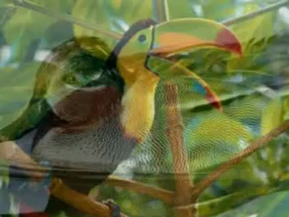 VIDEO MIX NATURAL ZOO ( DJ. SPECTRO )_xvid