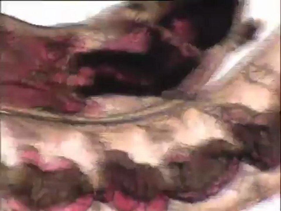 Observation de vers tubifex et de leur anatomie au microscope