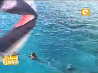 خارج القاهرة : الغواص - البحر الأحمر