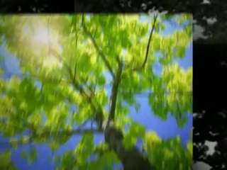 Buckler's Tree Service - (301) 884-7037