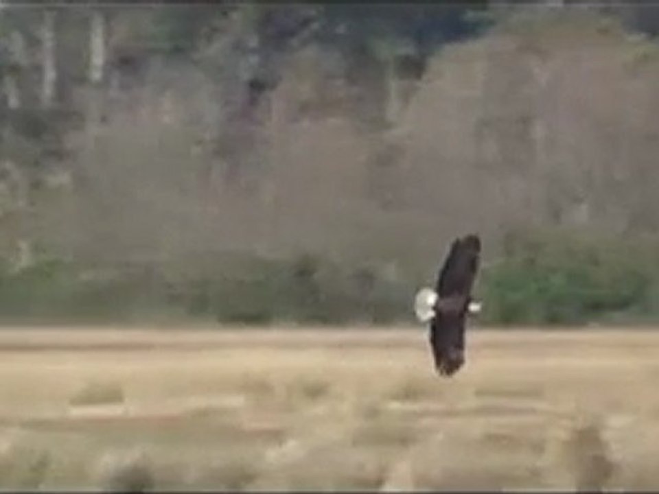 Un aigle qui nage