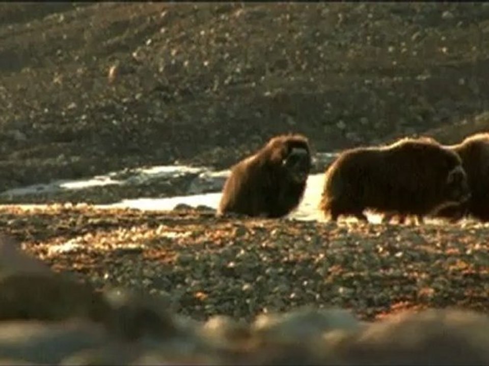 LES HOMMES - Bande-annonce VO