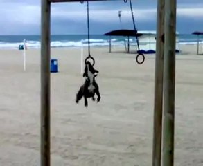 Chien toupie à la plage