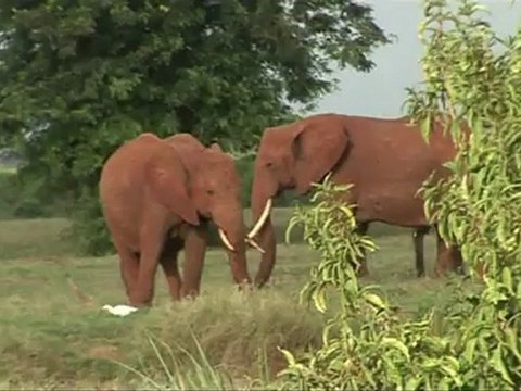 Kenia: chips protegen elefantes