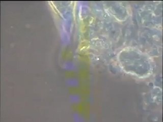 Détail des biomasses de Noisy-le-Grand et scène de prédation