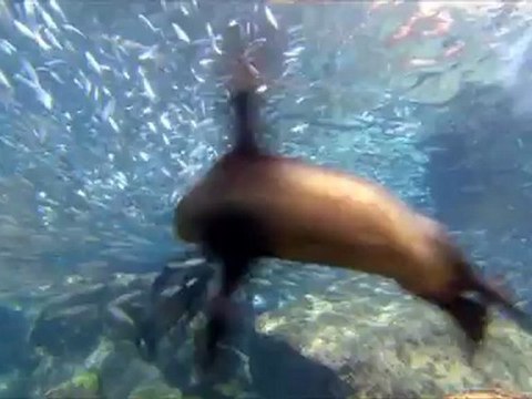 VOYAGE SOUS LES MERS EN 3D - Bande-annonce VF