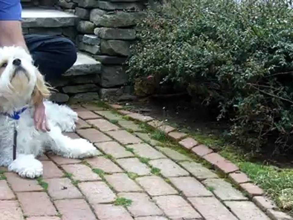 Ice Dam Prevention, Shingle Roof, Wellesley MA   Call GF Sprague 781-455-0556