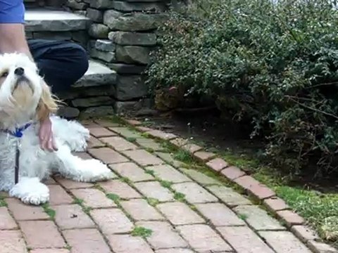 Ice Dam Prevention, Shingle Roof, Wellesley MA Call GF Sprague 781-455-0556