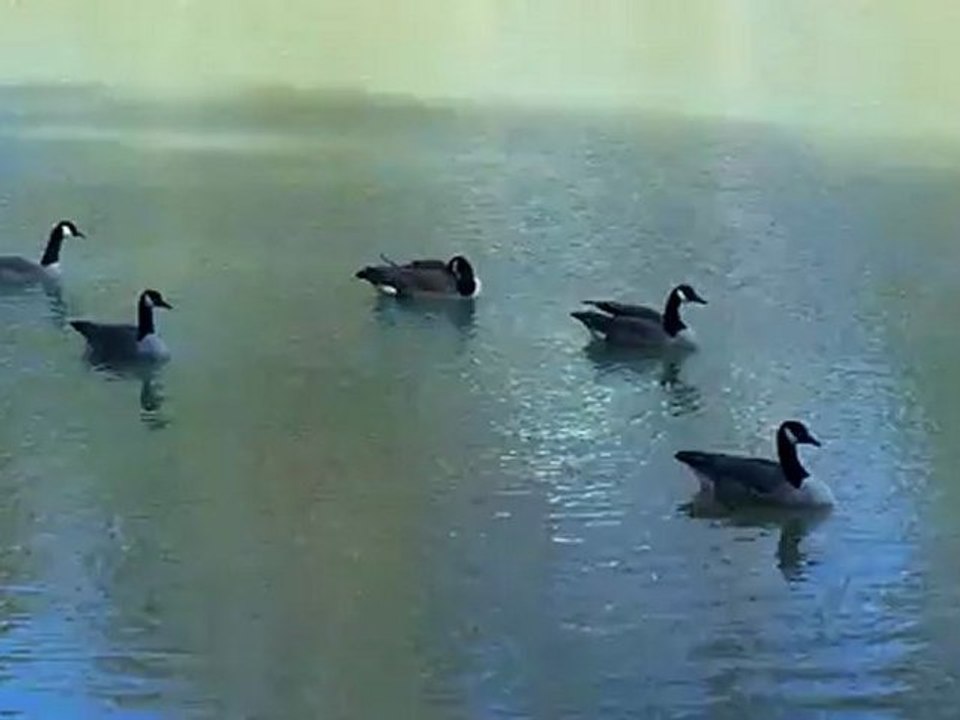 Look what the geese can do 3-14-12