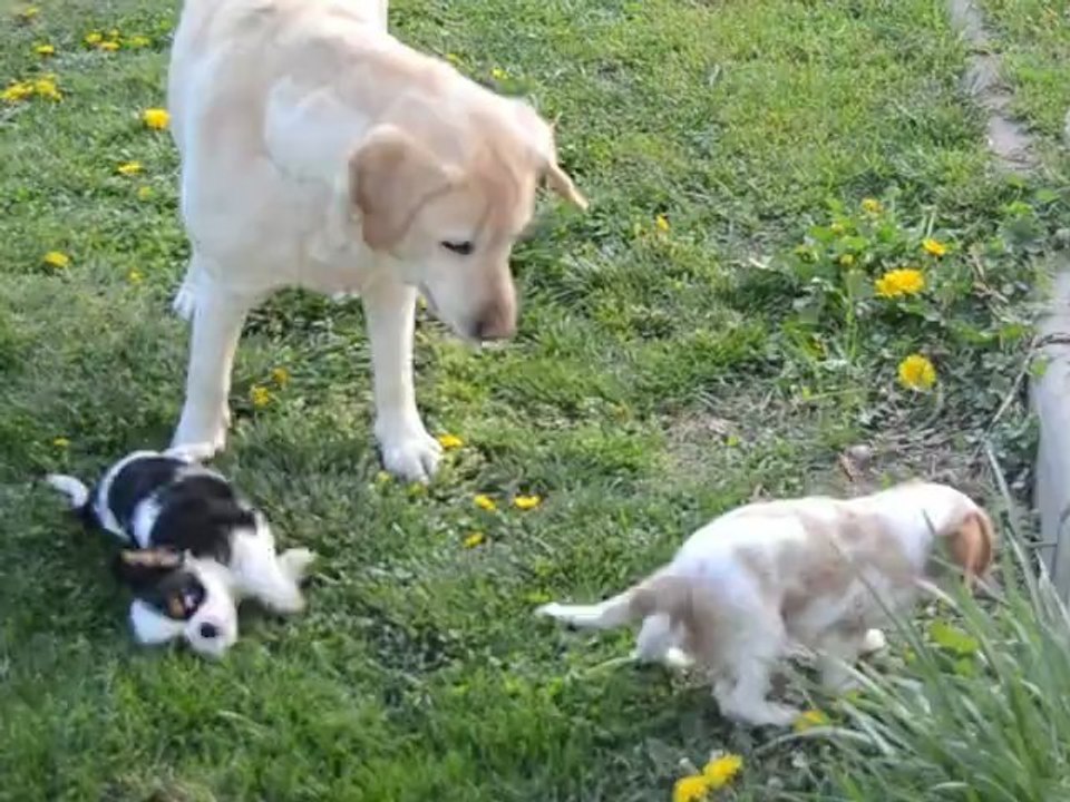 HIFI HARLEY HEIDI