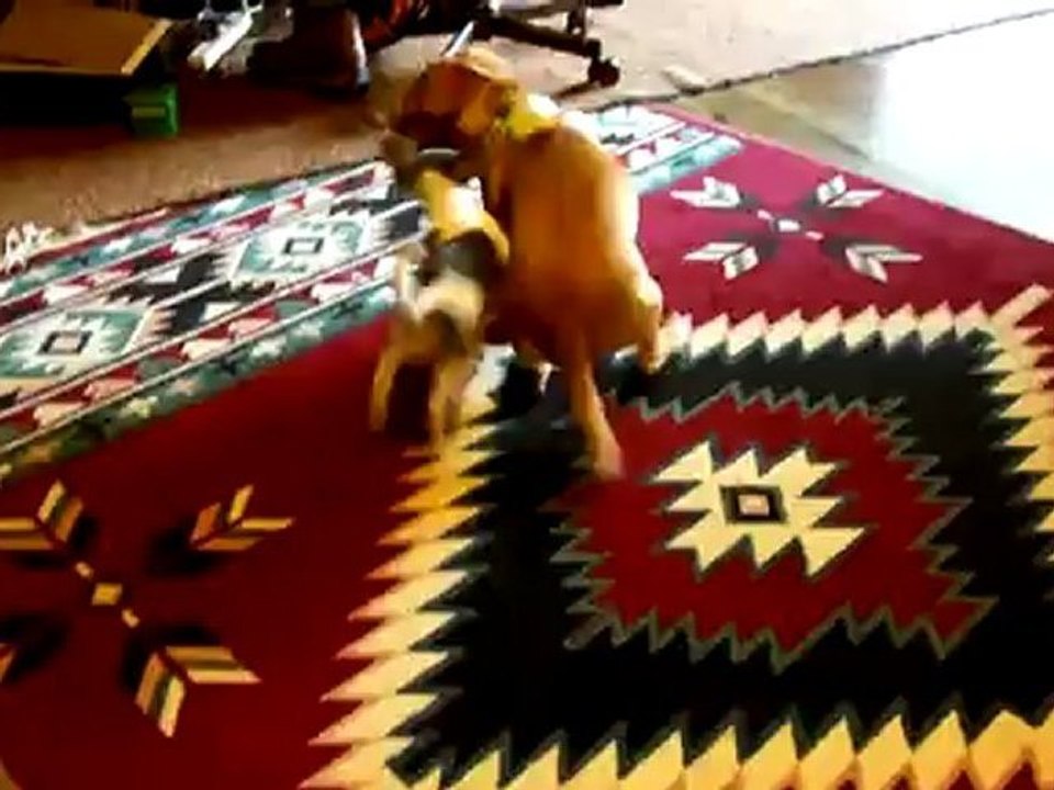 Savannah & Bleu playing together