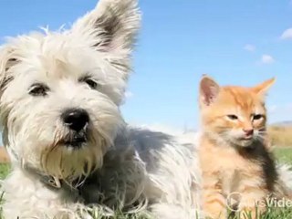 Country Lakes of Naperville Apartments in Naperville, ...