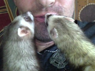 furet gros bisous de mes p'tites filles