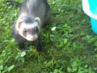 furet marine et louna dans le jardin avec leur bassine en été