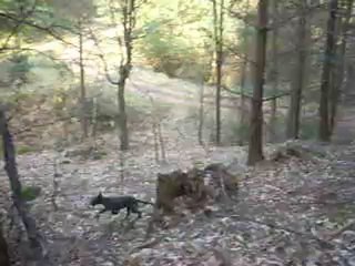 Chiots deerhounds 4 mois