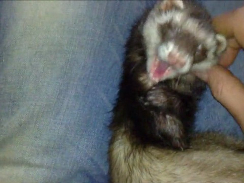 furet Gros calin de Louna