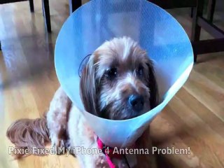 Puppy Dog Eyes (and Geeky Treats, too!)