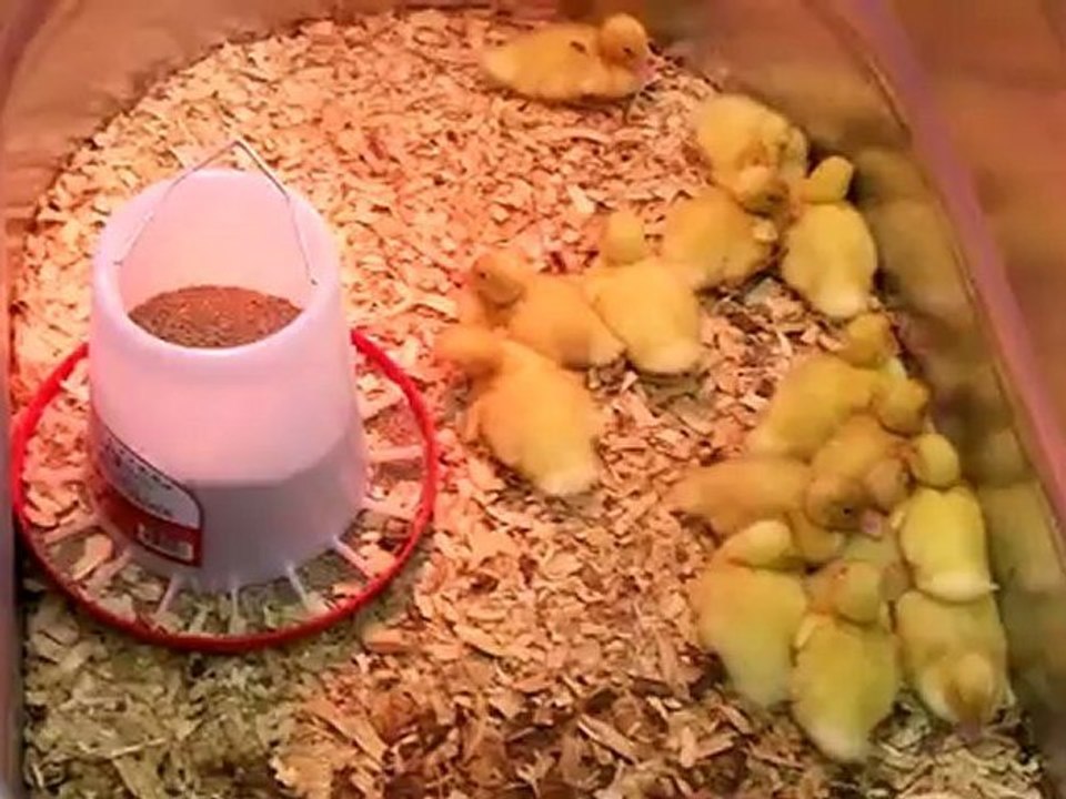 Yay for Chickens
