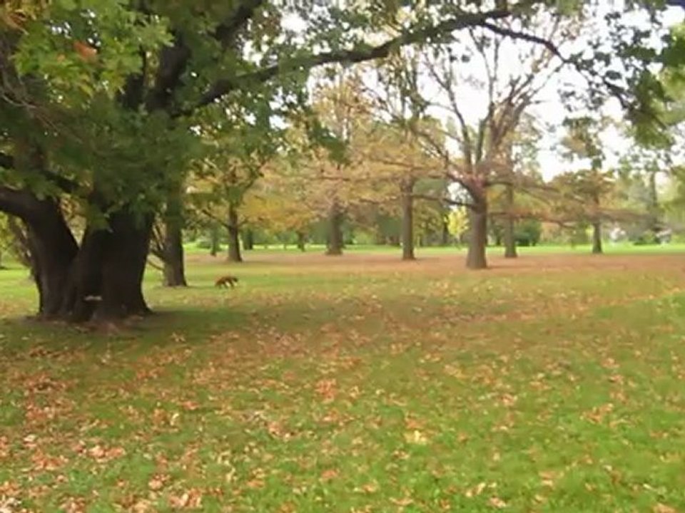Renard du Jardin botanique de Montréal