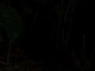 Coqui frogs in Big Island HI