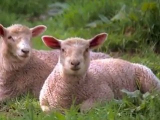 J. S. Bach: Cantata Nº 208, 'Sheep May Safely Graze' Slideshow