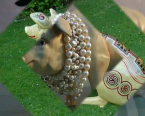 Wie Perlen vor die Sue zu werfen