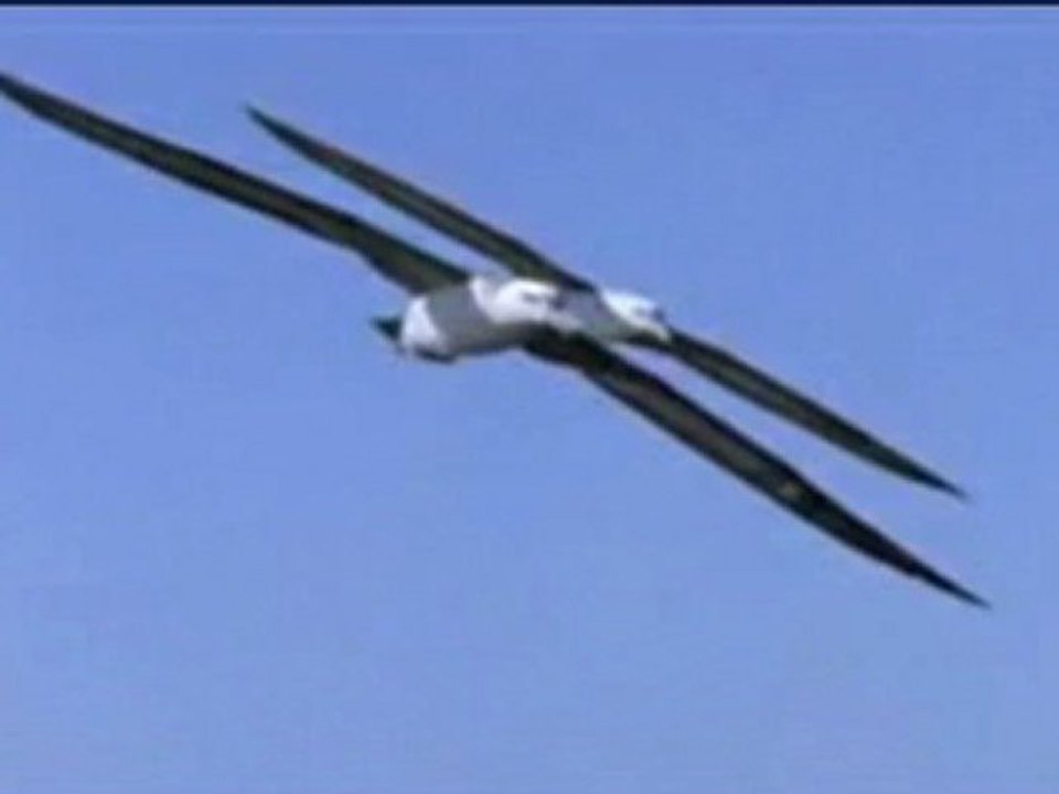 albatros_m1
