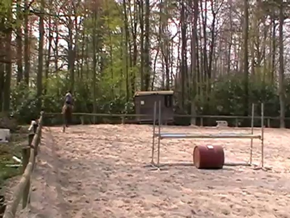 Goldava saut au trot