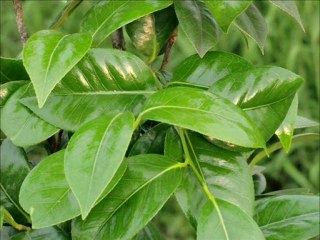 Working BGM Vol.03 Green