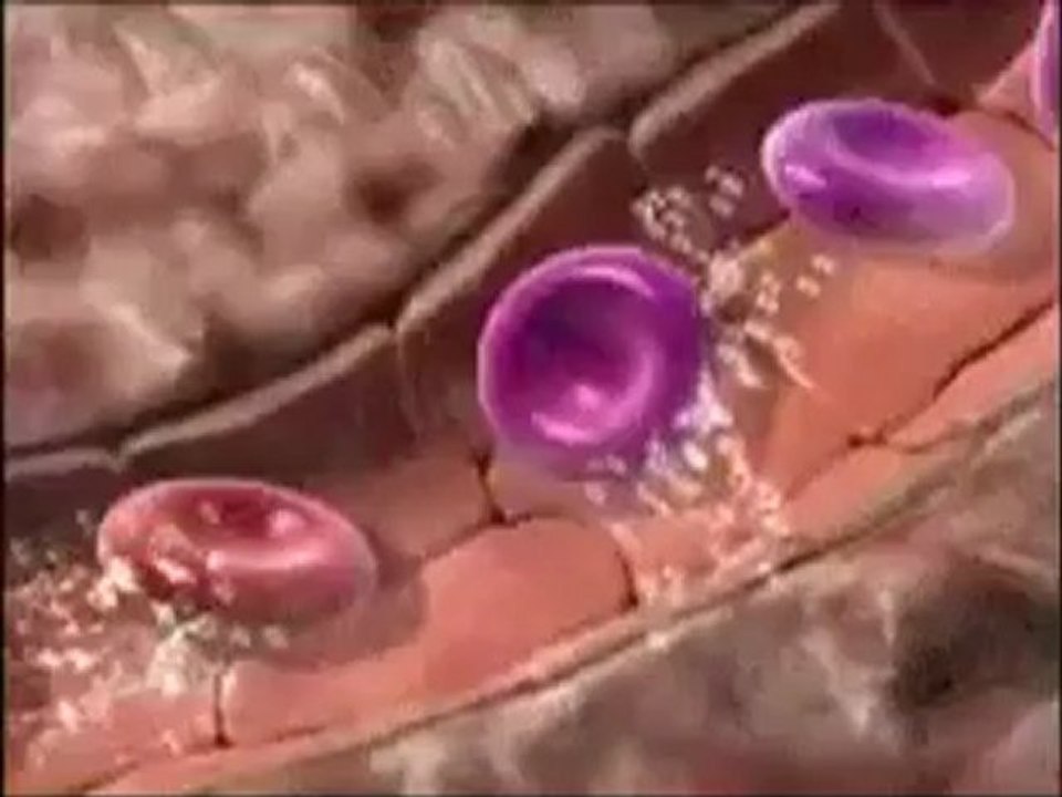 Kan dolaşımı
