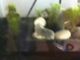 corydoras habrosus