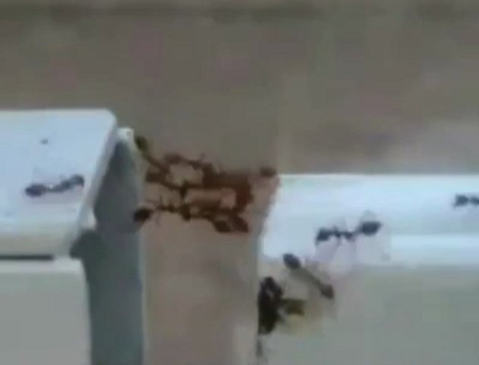Karıncaların yardımlaşması