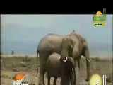 مقطع مؤثر لحظة احتضار الفيل