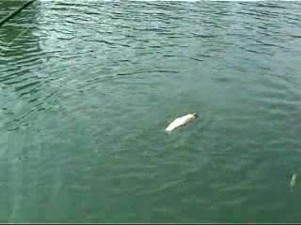 Chevesne 10-09-2006 Montfrin