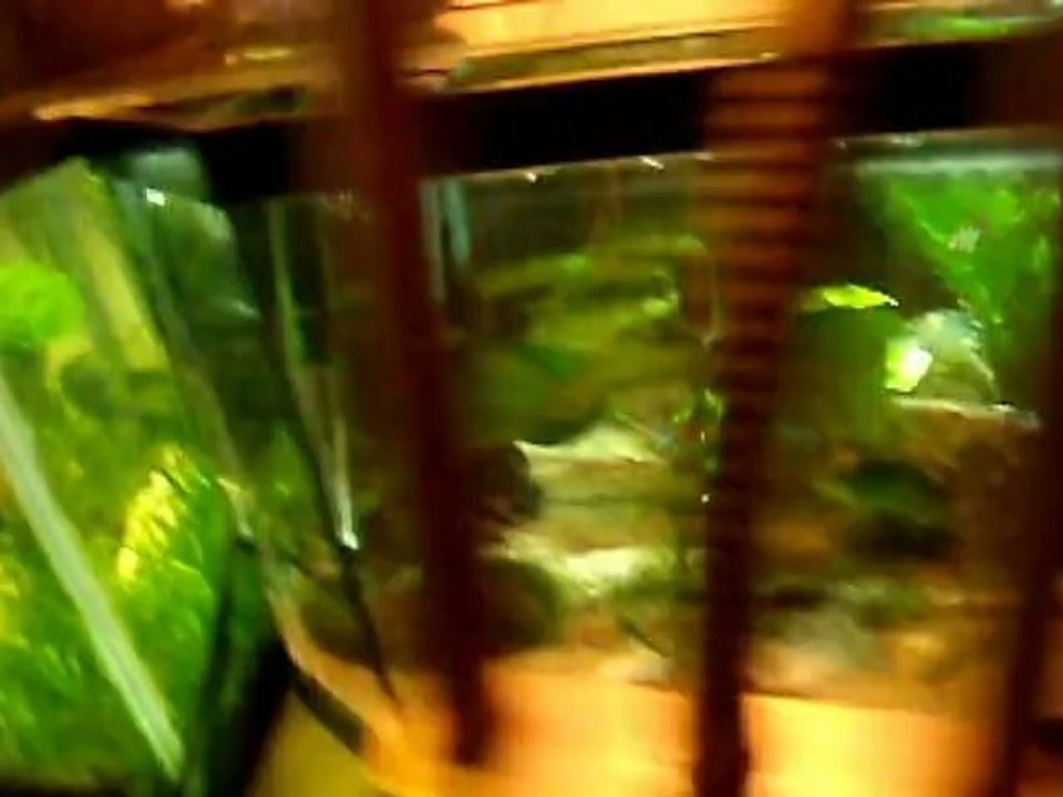 fishwall