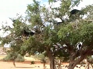 Out in Morocco between Marrakesh and Essaouira, goats eating in a tree.