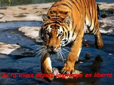 Seigneur Tigre !
