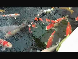 vissen ophalen bij kim's koi 07-04-2012