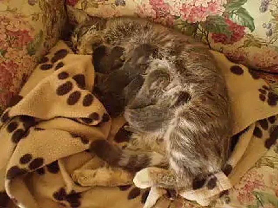 7avril12-chatons